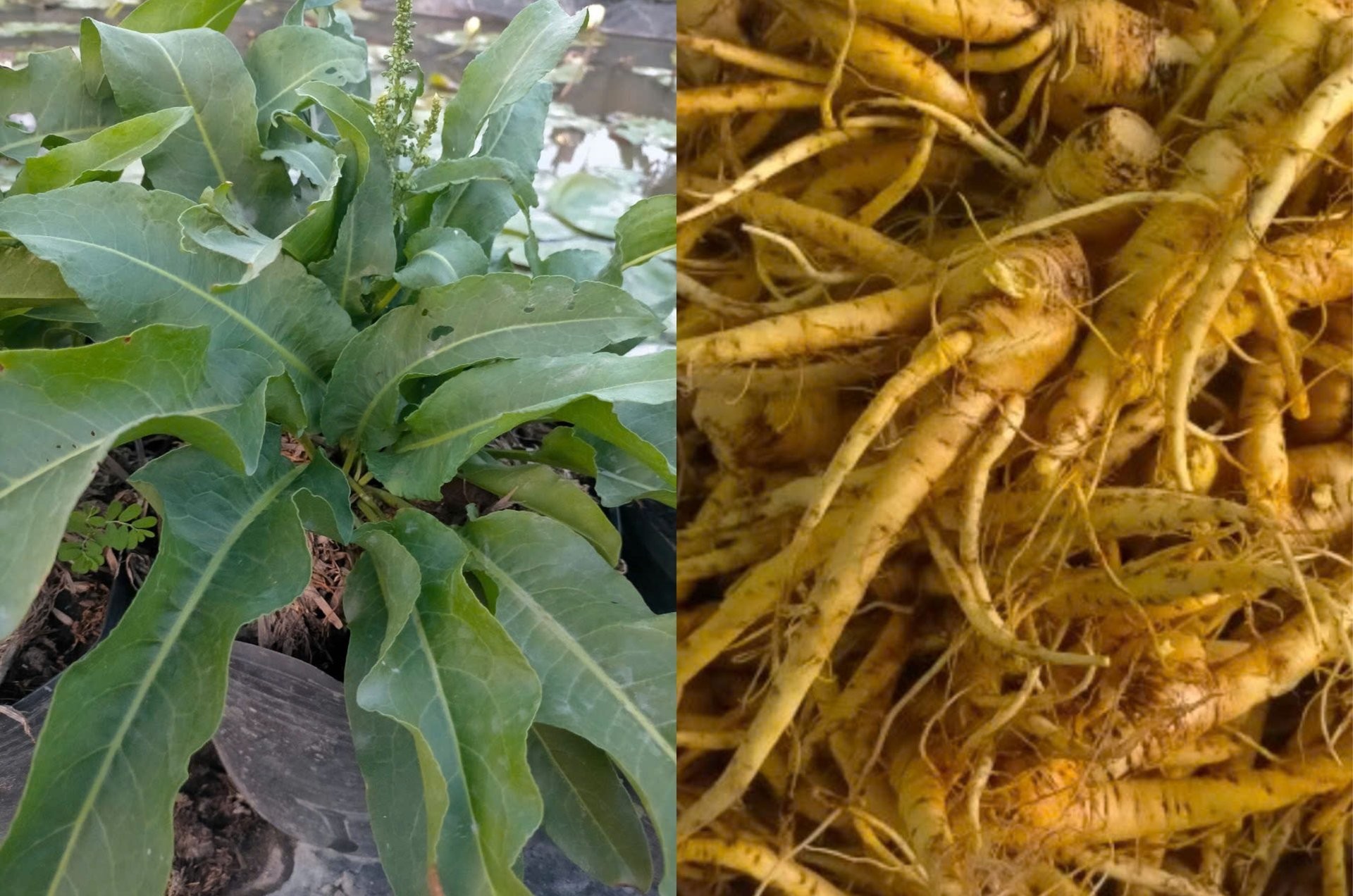 Hình ảnh Sâm nữ hoàng